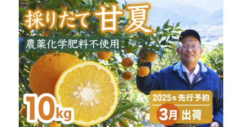 【ふるさと納税】【【先行予約 3月出荷】 採りたて 甘夏 10Kg（農薬化学肥料不使用） 尾鷲市 甘夏屋 平山農園　HI-9