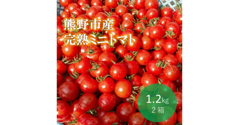 【ふるさと納税】【先行受付 2024年12月以降配送】熊野薬草園 の ミニトマト（1.2kg×2箱） トマト プチトマト 冬限定 完熟トマト TY千果 野菜 甘い 旨味が濃い 熊野市