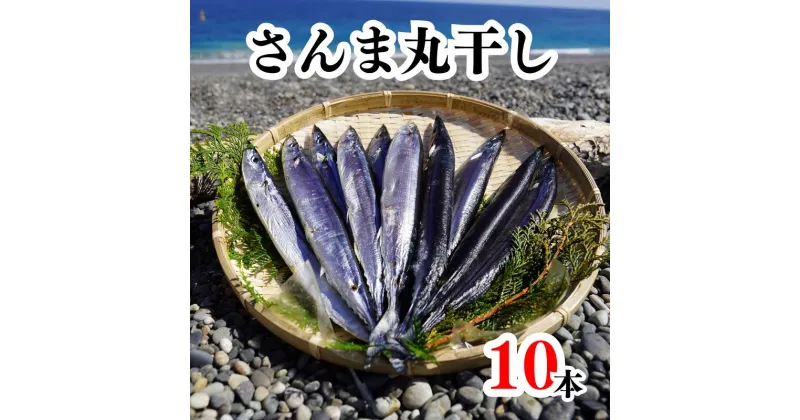 【ふるさと納税】さんま丸干し　10本　魚作商店3代目の丸干し製法