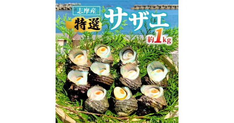 【ふるさと納税】 サザエ 1kg 入り / 新鮮 海鮮 海産物 魚介 魚貝 サザエ 栄螺 貝 刺身 刺し身 お造り つぼ焼き グリル BBQ バーベキュー キャンプ 夏 ギフト 贈り物 志摩産 特選 三重 志摩 伊勢志摩 10000円 1万円 一万円